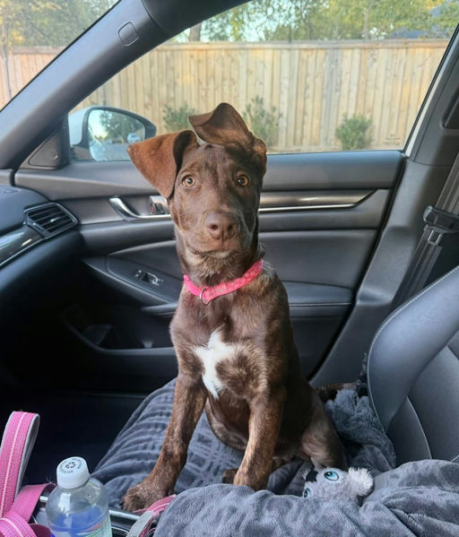 A Ruff Road Revival happy tail