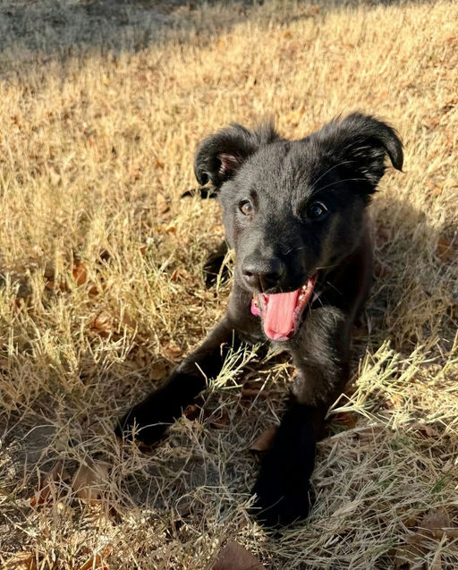 A Ruff Road Revival happy tail