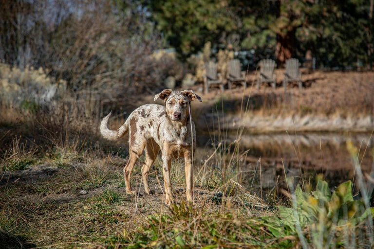 A Ruff Road Revival happy tail