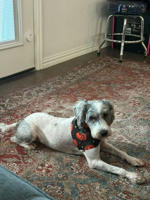 A Ruff Road Revival happy tail