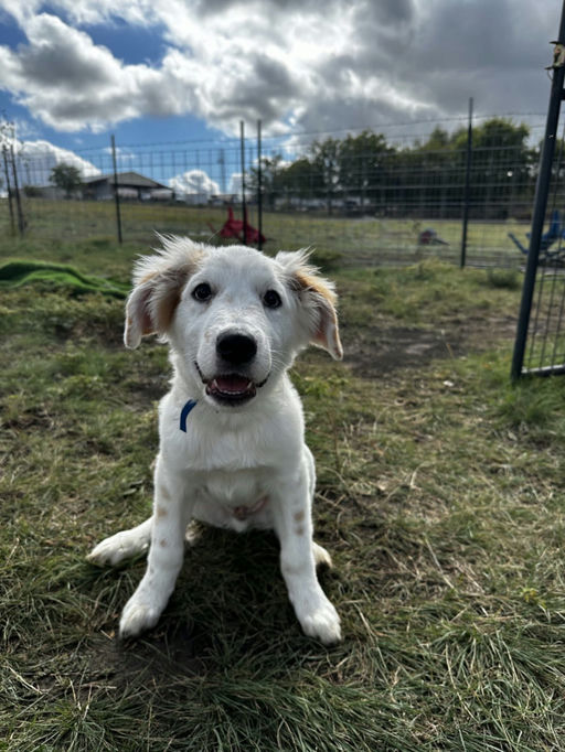 A Ruff Road Revival happy tail