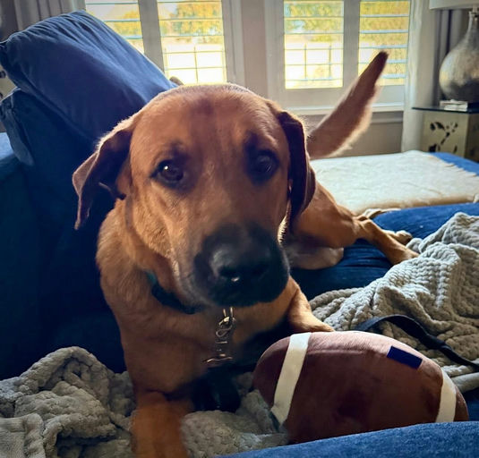 A Ruff Road Revival happy tail