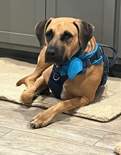 A Ruff Road Revival happy tail