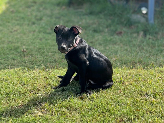 A Ruff Road Revival happy tail