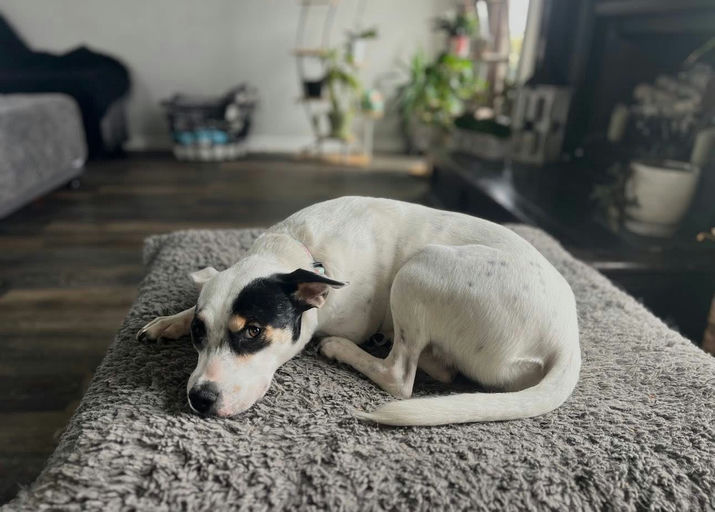 A Ruff Road Revival happy tail