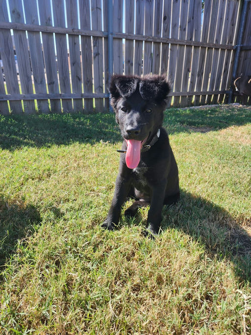 A Ruff Road Revival happy tail