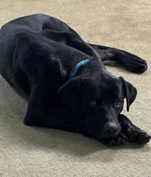 A Ruff Road Revival happy tail