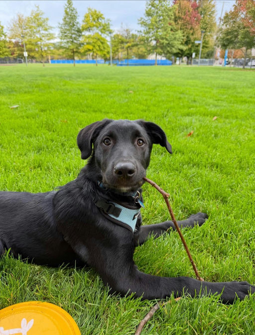 A Ruff Road Revival happy tail