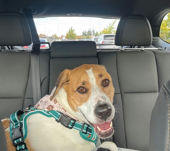 A Ruff Road Revival happy tail