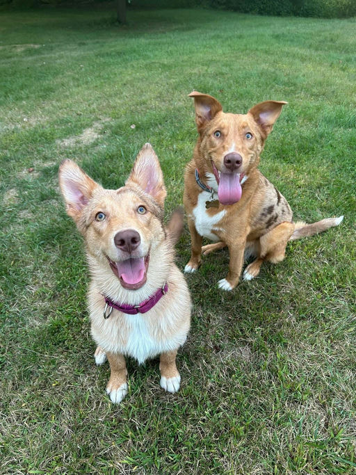 A Ruff Road Revival happy tail