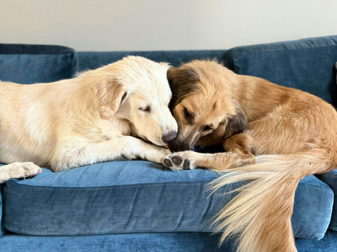 A Ruff Road Revival happy tail