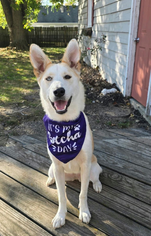 A Ruff Road Revival happy tail