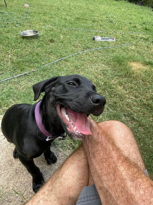 A Ruff Road Revival happy tail