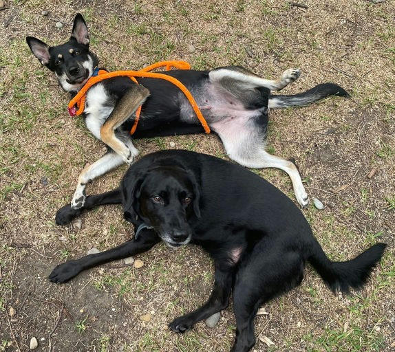 A Ruff Road Revival happy tail