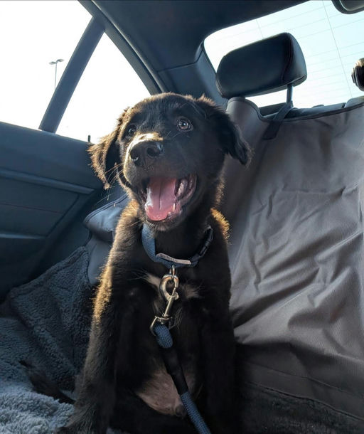 A Ruff Road Revival happy tail