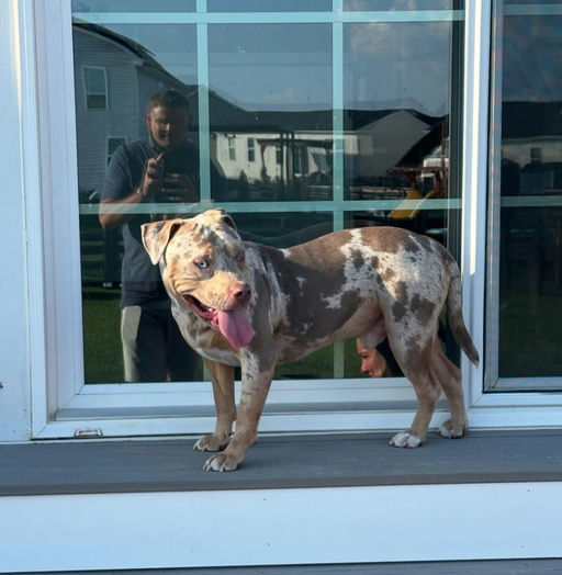 A Ruff Road Revival happy tail