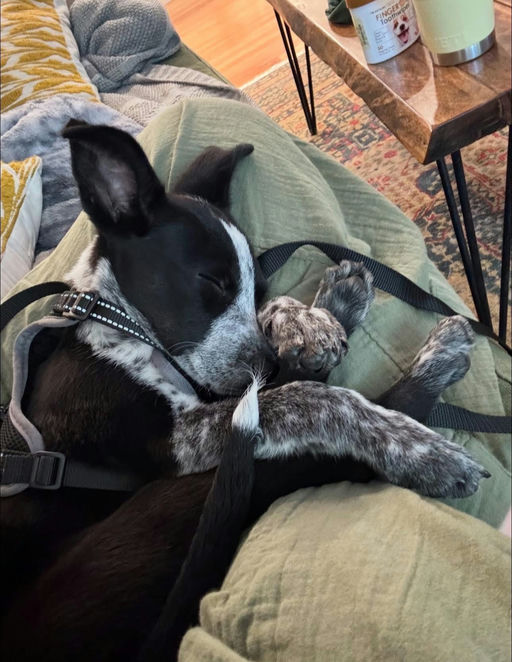 A Ruff Road Revival happy tail