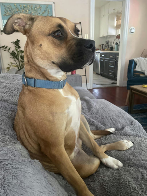 A Ruff Road Revival happy tail
