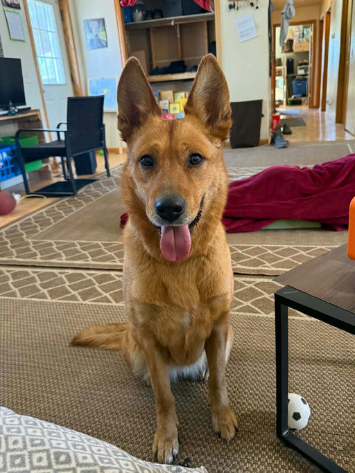 A Ruff Road Revival happy tail