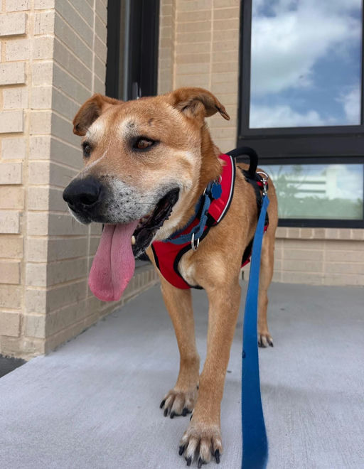 A Ruff Road Revival happy tail