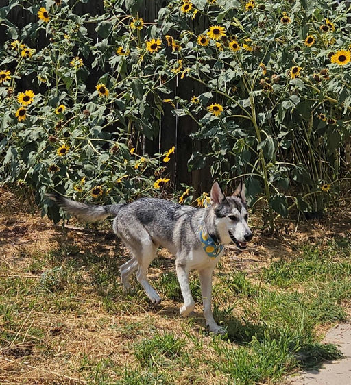 A Ruff Road Revival happy tail