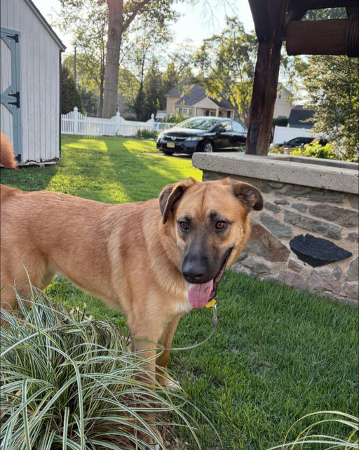 A Ruff Road Revival happy tail