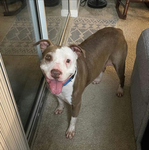A Ruff Road Revival happy tail