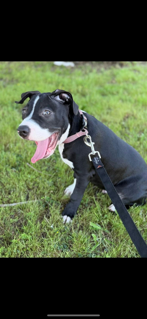 A Ruff Road Revival happy tail