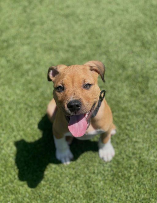 A Ruff Road Revival happy tail