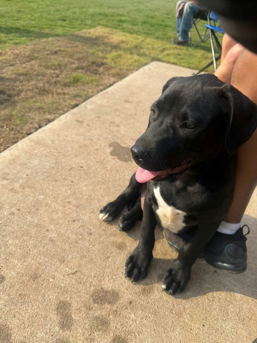 A Ruff Road Revival happy tail