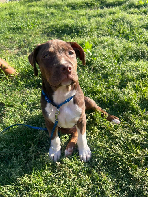 A Ruff Road Revival happy tail