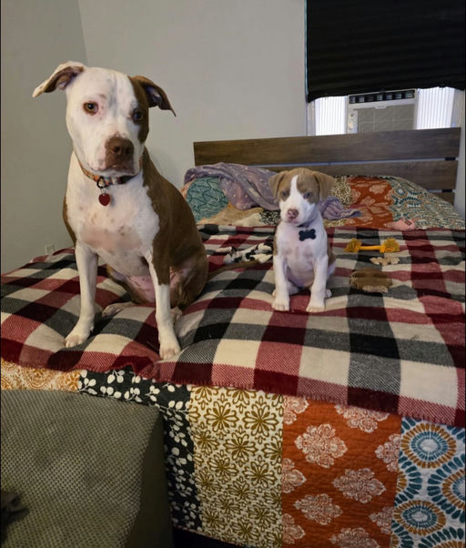 A Ruff Road Revival happy tail