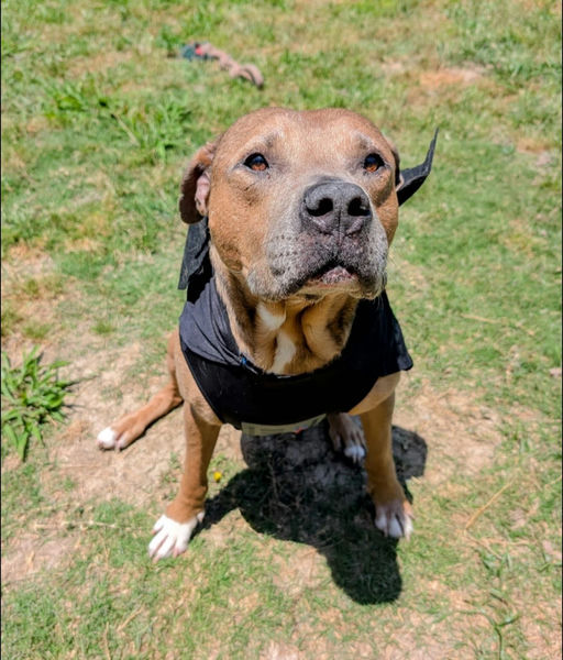 A Ruff Road Revival happy tail