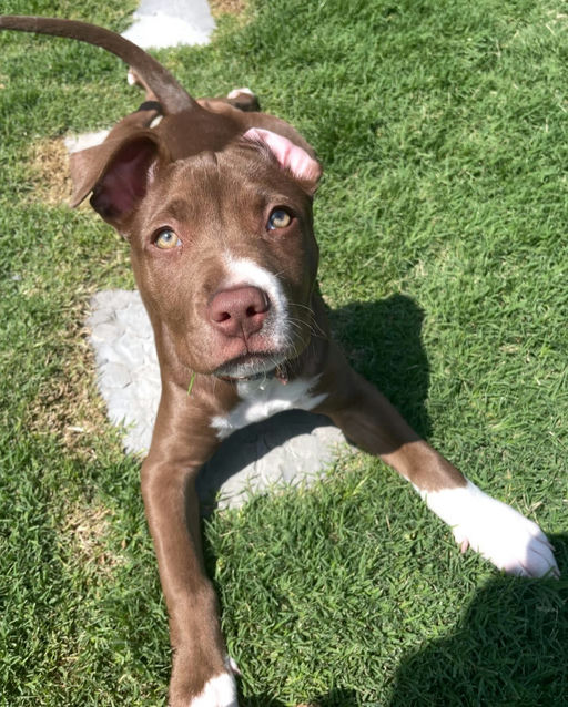 A Ruff Road Revival happy tail