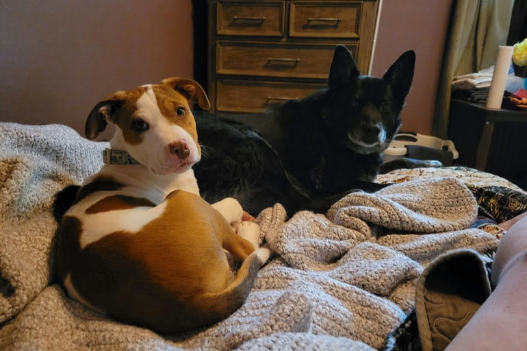 A Ruff Road Revival happy tail