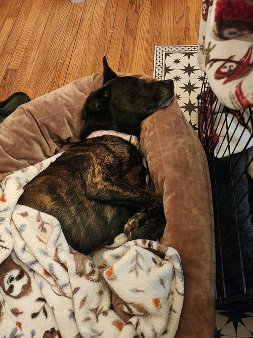 A Ruff Road Revival happy tail