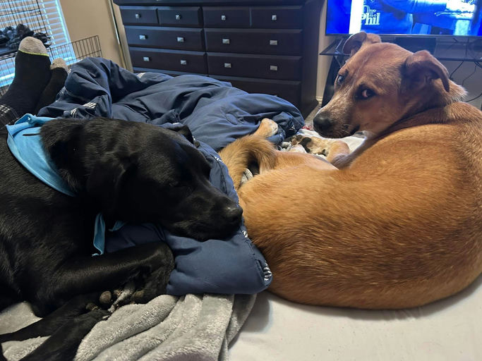 A Ruff Road Revival happy tail