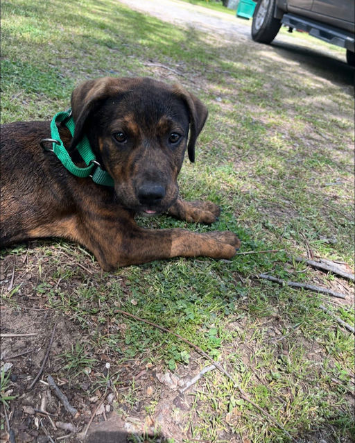 A Ruff Road Revival happy tail