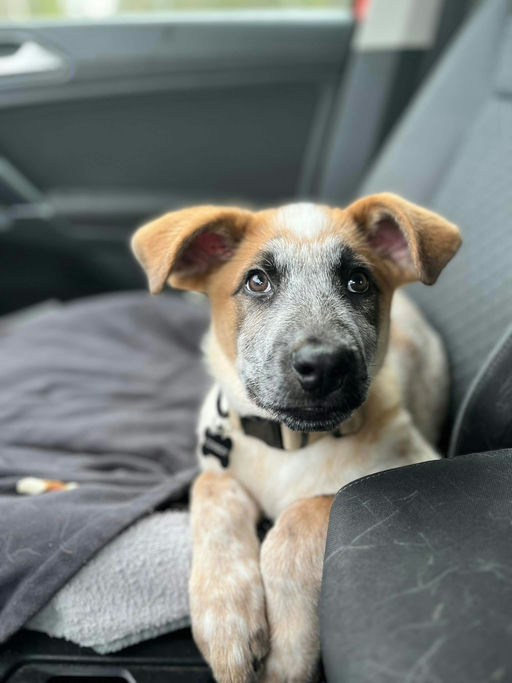 A Ruff Road Revival happy tail