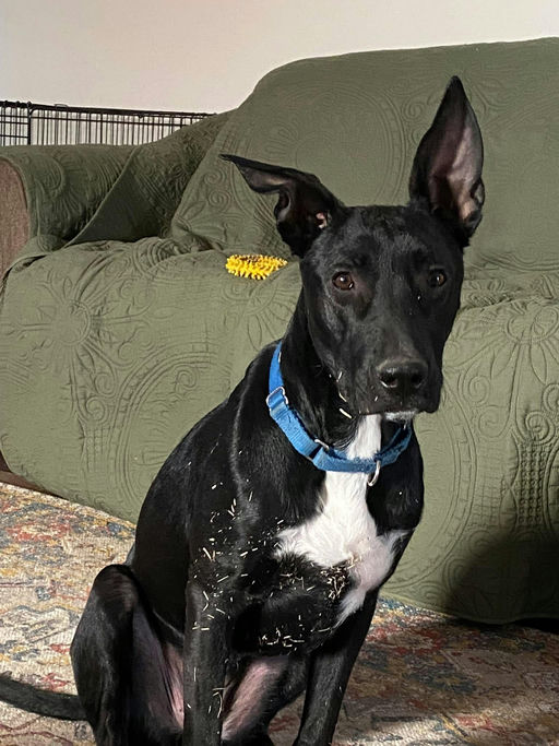 A Ruff Road Revival happy tail