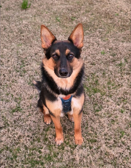 A Ruff Road Revival happy tail