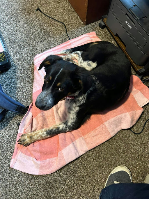 A Ruff Road Revival happy tail