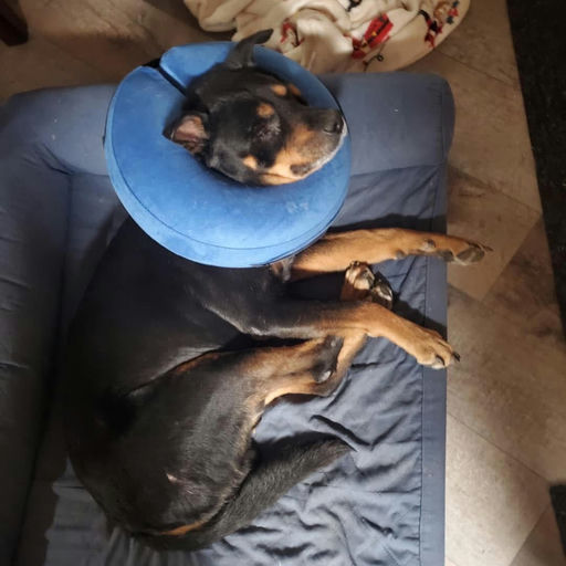 A Ruff Road Revival happy tail