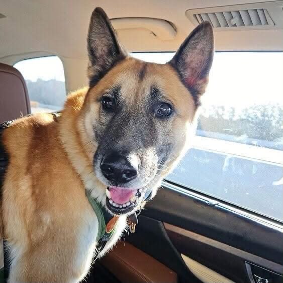 A Ruff Road Revival happy tail