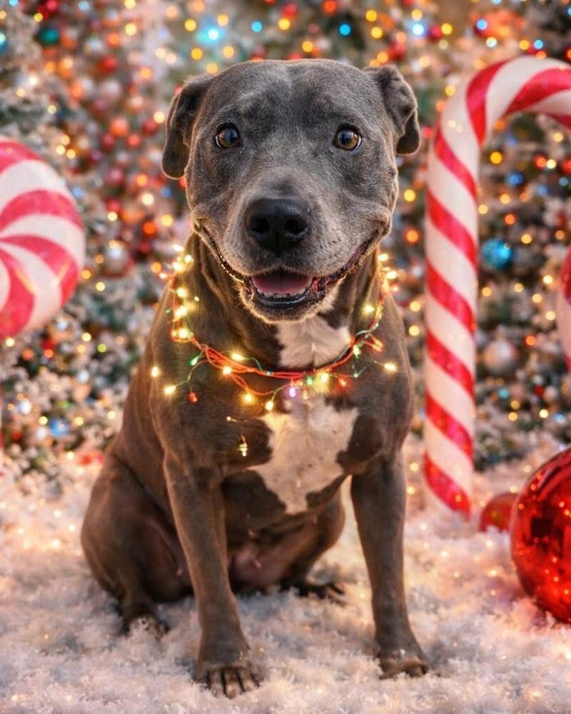 A Ruff Road Revival happy tail