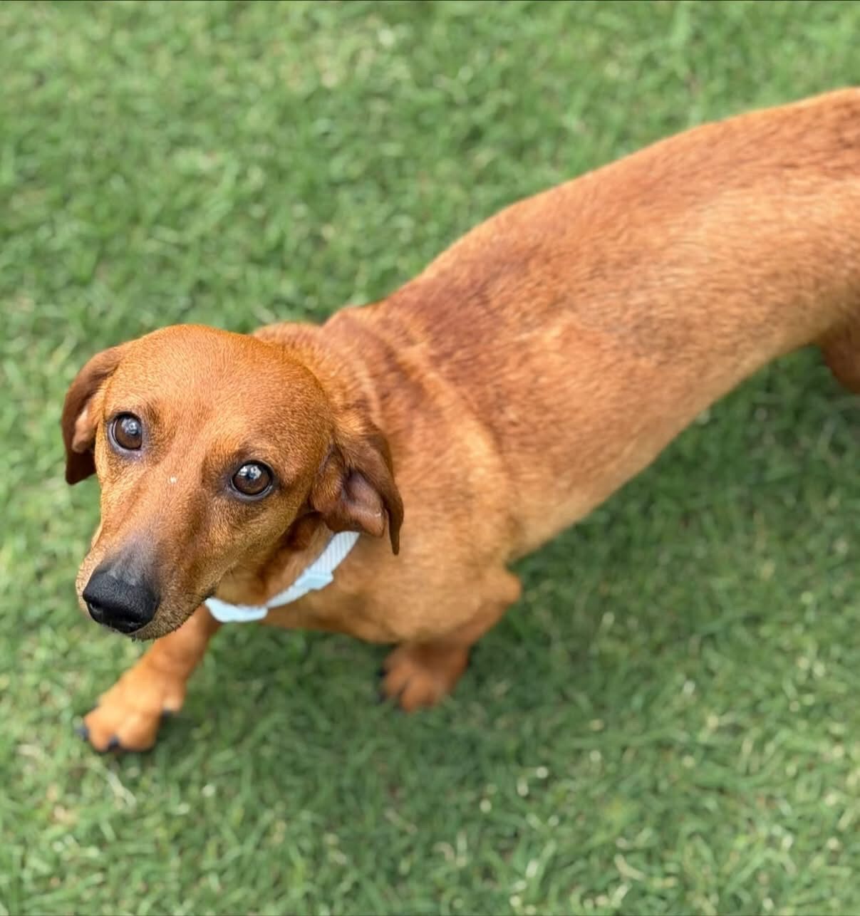 A Ruff Road Revival happy tail
