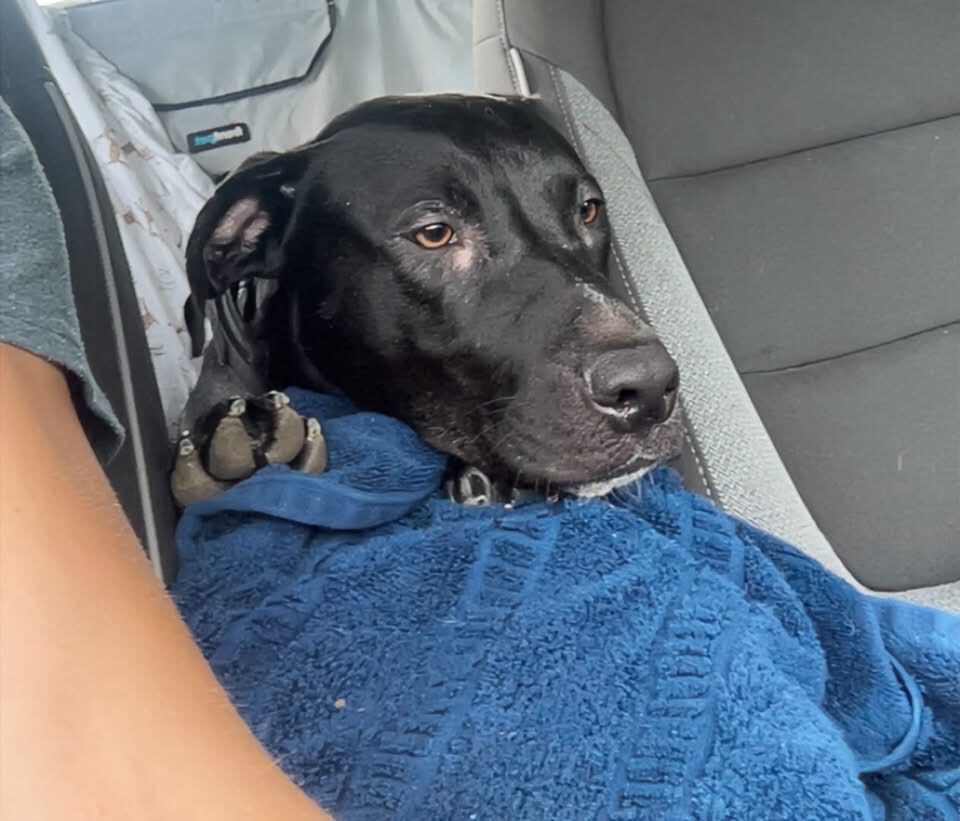 A Ruff Road Revival happy tail
