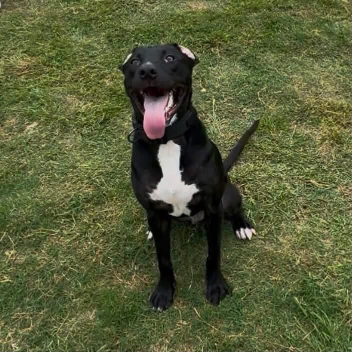 A Ruff Road Revival happy tail