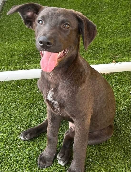 A Ruff Road Revival happy tail