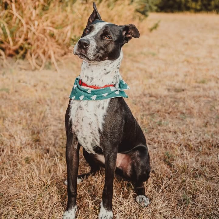 A Ruff Road Revival happy tail